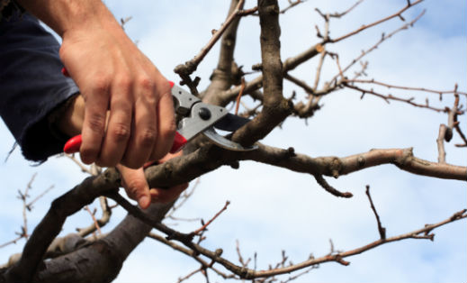 Spring Home Maintenance: Trim Overgrown Trees and Shrubs